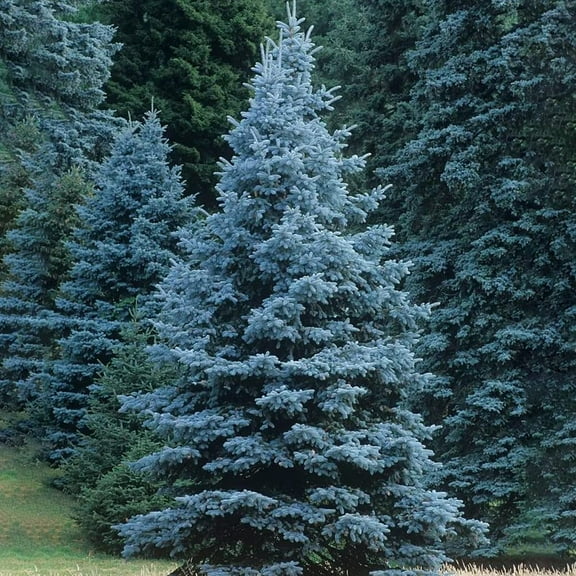 Colorado Blue Spruce Seeds for Planting MVR1 (Picea pungens) Bonsai Tree Seeds Non GMO Heirloom for Privacy or Landscaping 50 