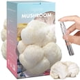 thumbnail image 1 of Kit de Cultivo de Hongos Fungiworks USA Orgánico 1.8 kg Melena de León, 1 of 8