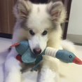 thumbnail image 2 of Dogs Sound Toy Teddy Plush Toys, 2 of 2