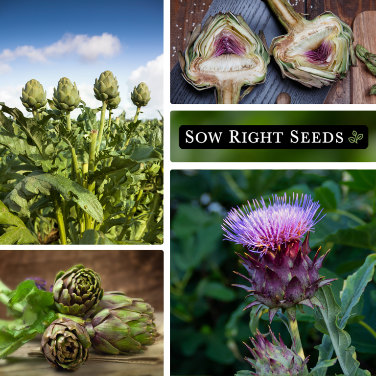 Green Globe Artichoke Seeds - Non GMO Heirloom Varieties for your Home  Vegetable Garden - 3 Pack - Walmart.com