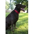 thumbnail image 4 of Country Brook Petz® Red Durable Nylon Martingale with Deluxe Buckle - Made in the USA, Extra Small, 4 of 7