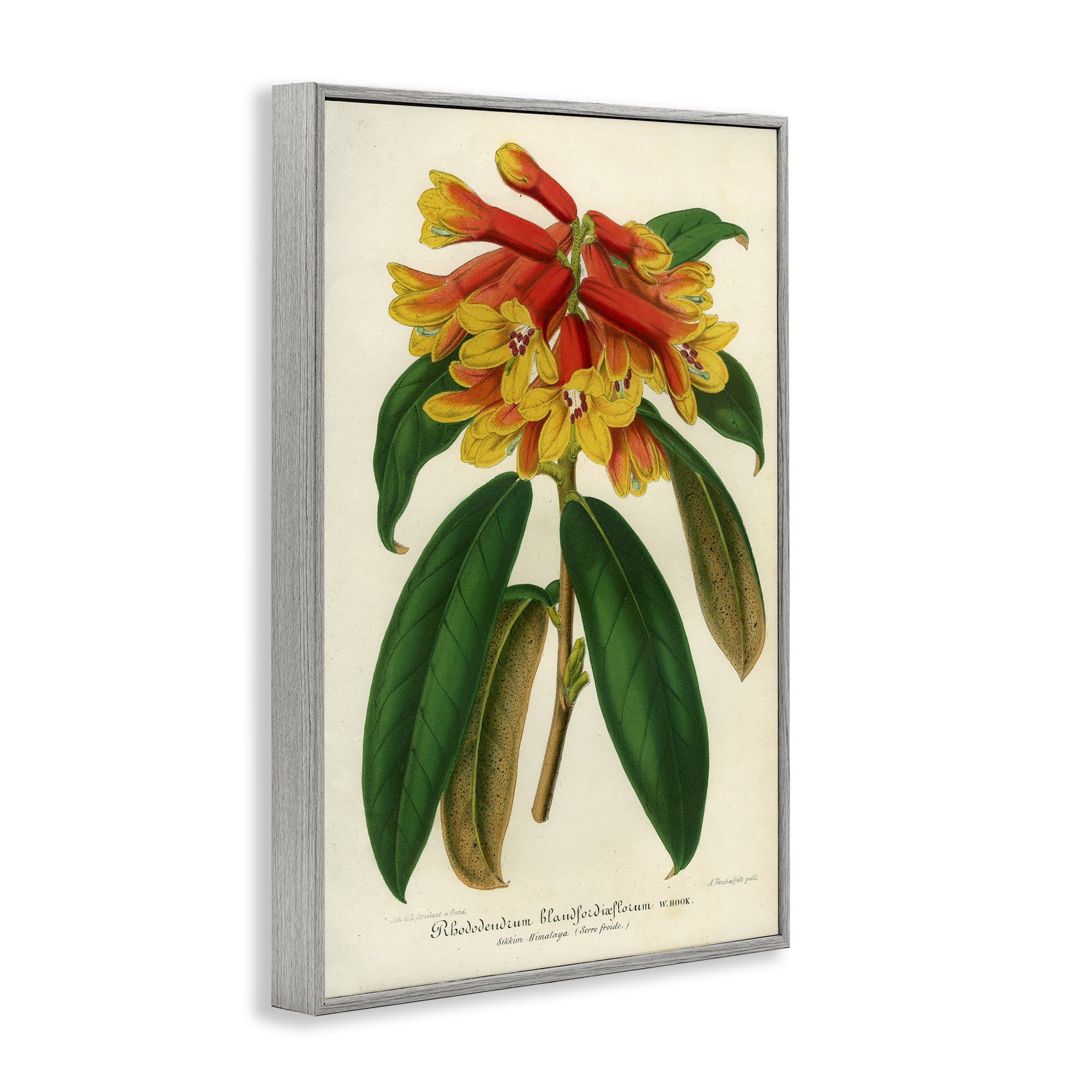 Stupell Industries Orange Yellow Rhododendron Gray Framed Giclee Art, design by Print Collection