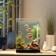 thumbnail image 5 of Comedero retráctil para peces con cepillo de limpieza | Altura ajustable y tubo acrílico transparente | Incluye ventosas para acuarios, 5 of 7