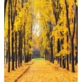 thumbnail image 3 of Nature Duvet Cover Set, Autumn Fall Season Trees Falls Dried Leaves Scenery on Road Path Photo Art, Decorative 3 Piece Bedding Set with 2 Pillow Shams, King Size, Yellow and Green, by Ambesonne, 3 of 3