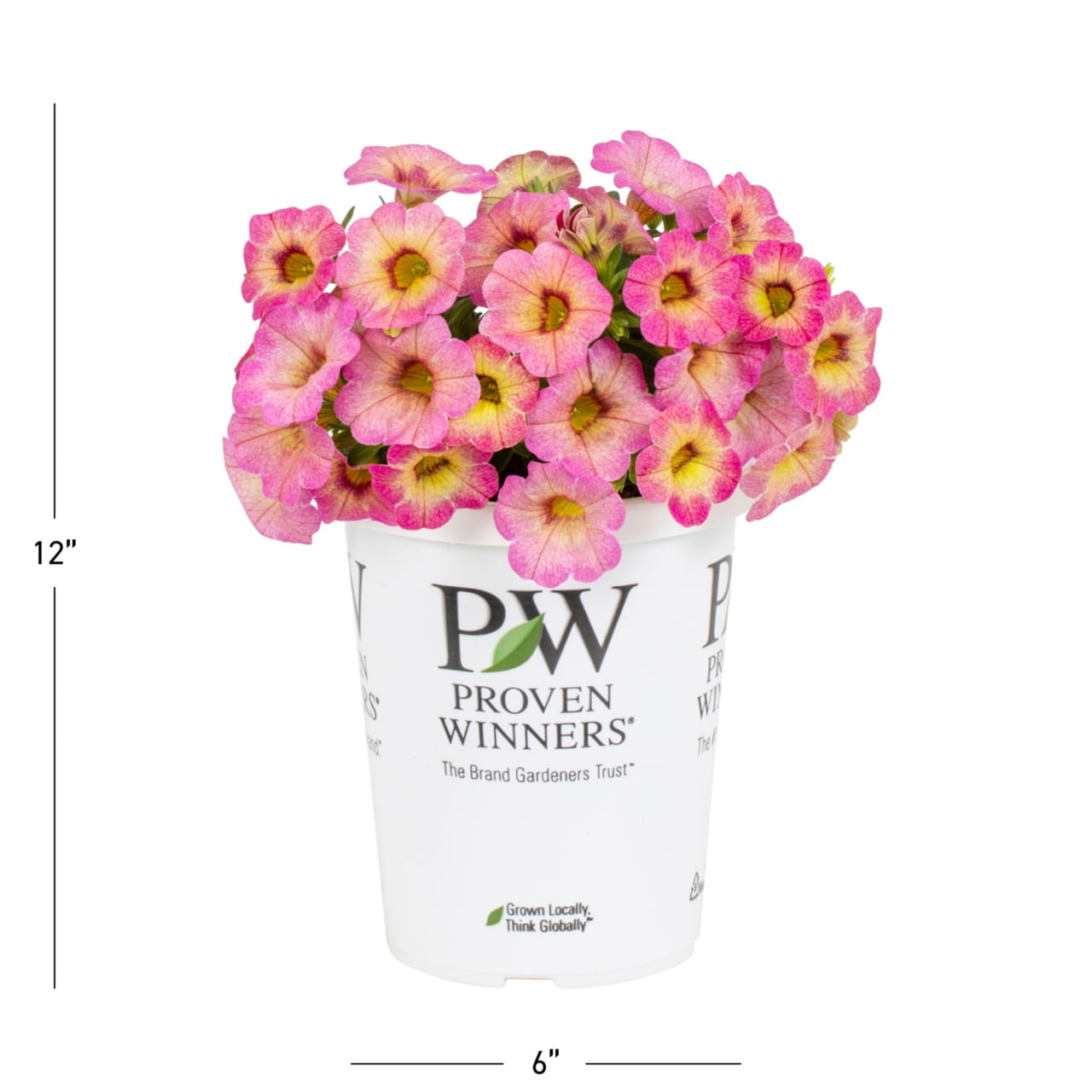 Proven Winners 1.5PT Pink Calibrachoa Live Annual Plant Sun 5-Pack