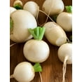 thumbnail image 2 of TomorrowSeeds - Shogoin Turnip Seeds - 12,000+ Count - For 2026 Planting White Japanese Hakurei, 2 of 11