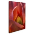 thumbnail image 2 of Trademark Fine Art "Glowing Tulip" Canvas Art by Kurt Shaffer, 2 of 3