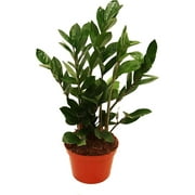 ZZ Plant (Zamioculcas Zamiifolia) - 6" from HTYSUPPLY