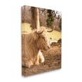 thumbnail image 3 of Stupell Industries Relaxing Cattle Lying Beneath Tree Grazing Farmland Meadow Photograph Gallery Wrapped Canvas Print Wall Art, Design by Donnie Quillen, 3 of 7