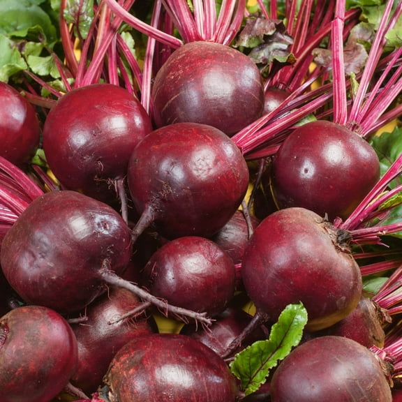 Organic Ruby Queen Beet Seed – 3 Gram ~127 Seeds – Heirloom, Non-GMO, Organic – AAS Winner – Sweet Red Beets for Roots & Greens – Cold Hardy, Fast Growing – Beta vulgaris