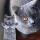 thumbnail image 3 of Toalla de mano AGRIMONY Cat Funny para baño y cocina - Cute D, 3 of 7