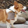 thumbnail image 5 of Sal a pasear al perro, equipa la riñonera, dale de comer la bolsa de snacks., 5 of 5