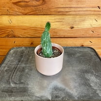 Opuntia Monacantha Variegata, 2" Plant