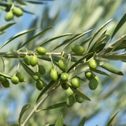 2-3ft Arbequina Olive Tree - Edible Olives - Self Pollinating