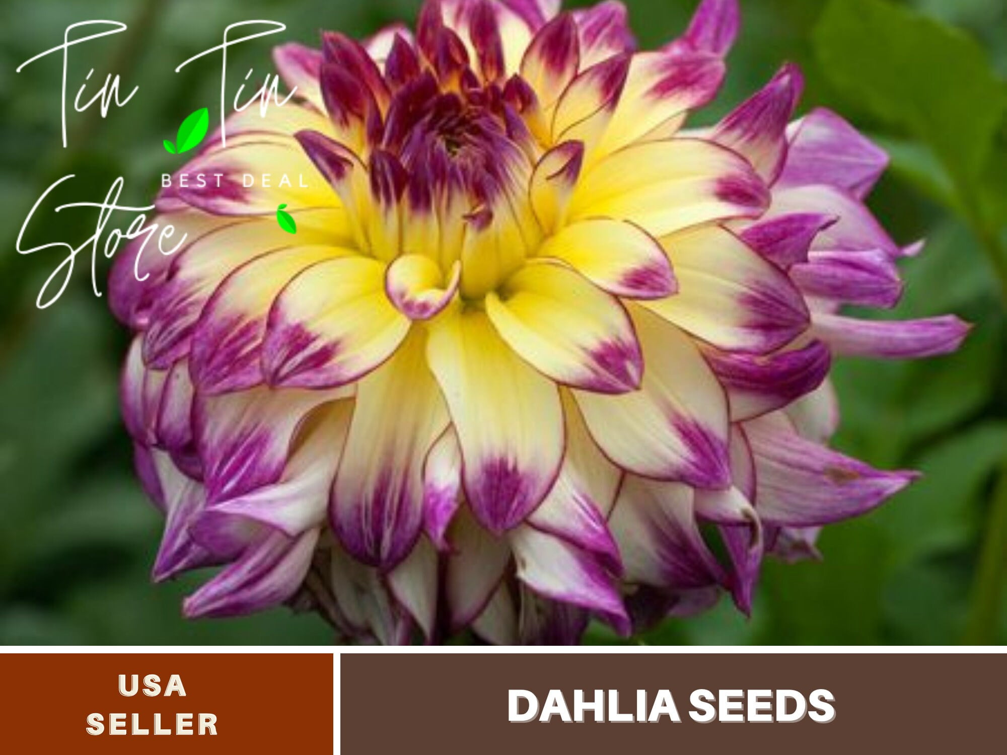 40+ Seeds Zoey Rey Dahlia Perennial Seeds Buy 3 Get 1 FreeD079