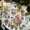 style:style 2;, variant on Botanical Stickers Set (180 Pcs) Pressed Flower Decals Transparent Journaling Sticker for Scrapbook Card Making Junk Journal Bullet Journal Plannerstyle:style 2;