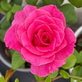 thumbnail image 4 of Heirloom Roses - Morden Centennial Hardy Rose Plant, 4 of 4