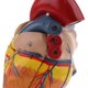 thumbnail image 5 of Modelo Anatómico a Escala 1: 1 Del Corazón + Llavero Escuela de Anatomía Biología Materiales Didácticos para La Enseñanza Macarena Ayudas para la enseñanza del corazón humano, 5 of 8