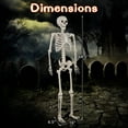 thumbnail image 3 of Gymax 5.4 FT Halloween Skeleton Decoration Life Size Large Skeleton w/ Posable Joints, 3 of 10