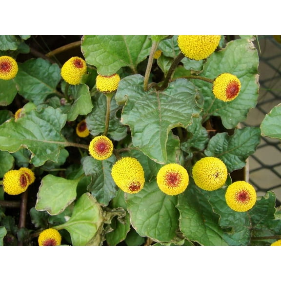 CZ Grain Toothache Plant Plant Seeds, Easy to Grow