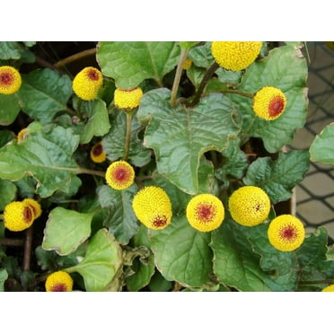 CZ Grain Toothache Plant Plant Seeds, Easy to Grow
