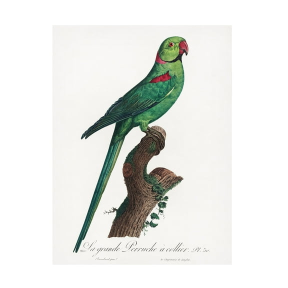 Trademark Fine Art Francois Levaillant Levaillant Parrot VII Canvas Wall Art