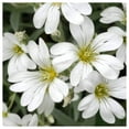 thumbnail image 2 of Everwilde Farms - 1 oz Snow in Summer Garden Flower Seeds - Gold Vault Bulk Seed Packet, 2 of 3