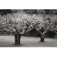 thumbnail image 2 of Geyman, Vitaly 18x13 White Modern Wood Framed Museum Art Print Titled - Orchard Serenity I, 2 of 4