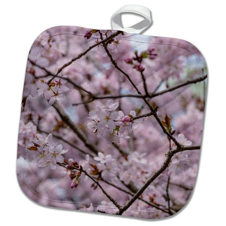

3dRose Pink Japanese Cherry Blossom Sakura Flowers on a Blooming Tree - Pot Holder 8 by 8-Inches