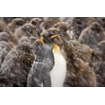 thumbnail image 2 of Paulson, Don 32x23 White Modern Wood Framed Museum Art Print Titled - South Georgia Isl, Young king penguin begs, 2 of 4