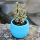 thumbnail image 3 of Mini maceta redonda de plástico Cola para flores de escritorio con orificio de drenaje Azul, 3 of 8