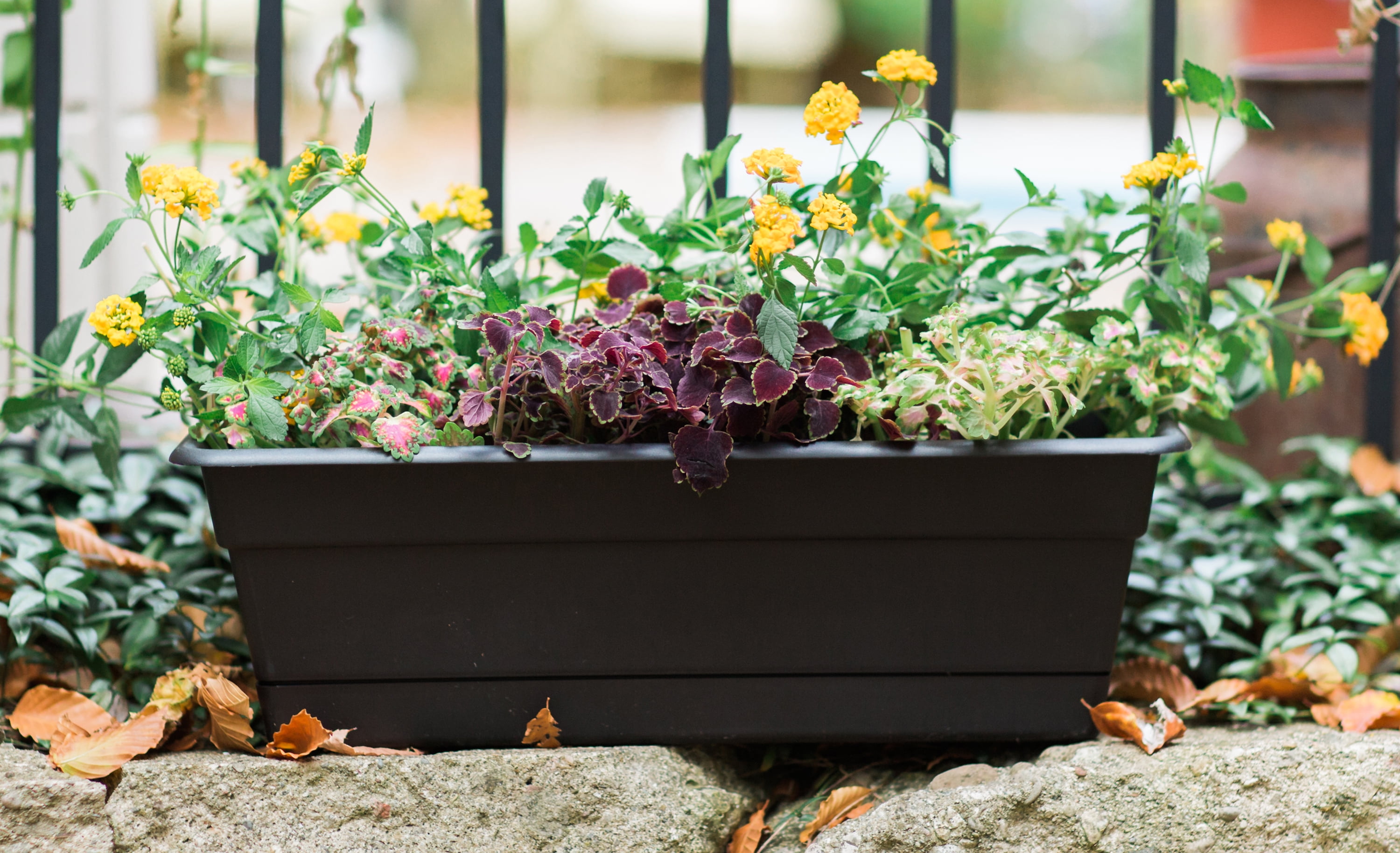 Bloem Dura Cotta Window Box Planter w/Tray 24&quot; Black