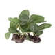 thumbnail image 4 of Plantas Plantas Artificiales Plantas Acuáticas Plantas Decorativas para Acuario Terrario Zulema  Plantas de agua de vivero de reptiles, 4 of 8