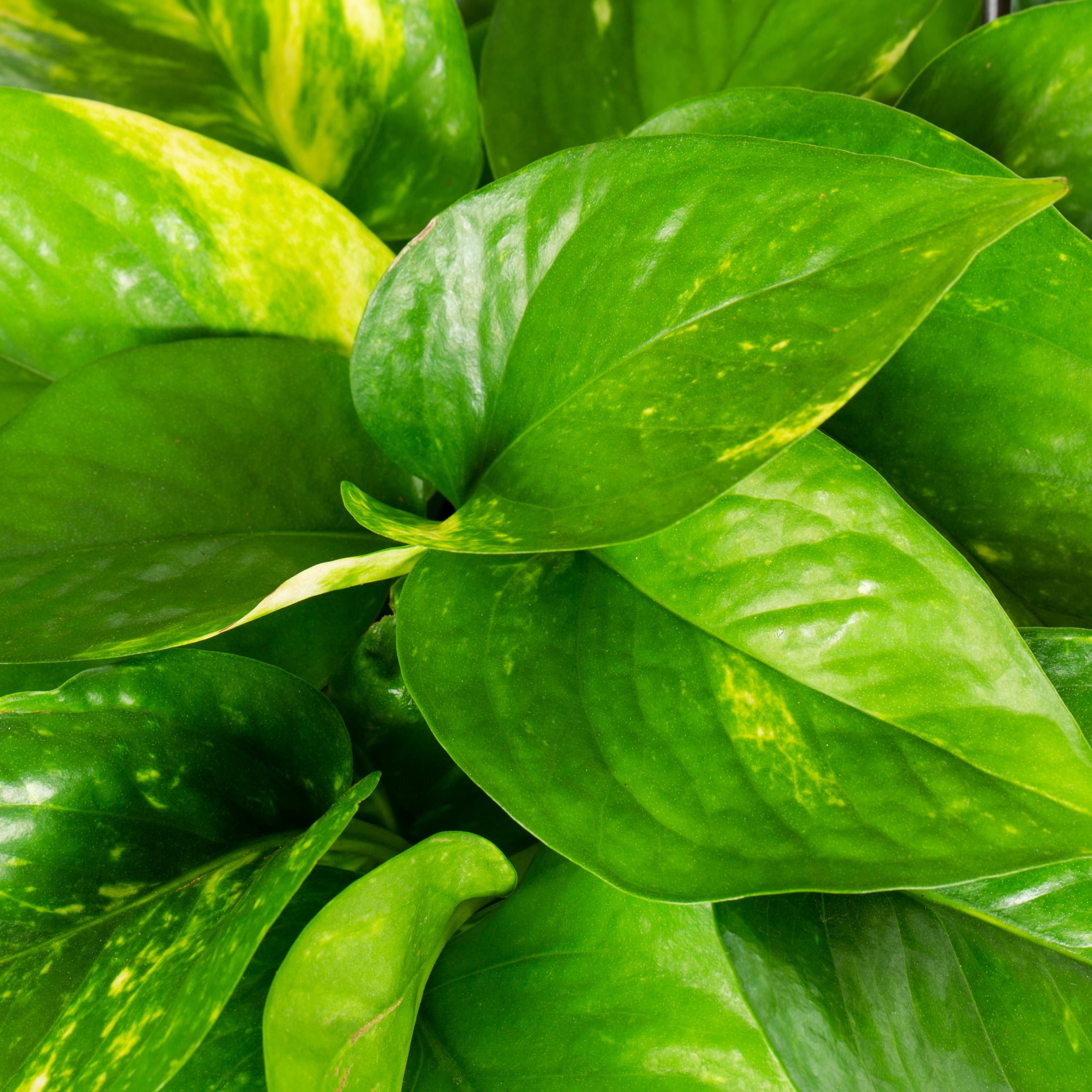Expert Gardener 1.5G Variegated Pothos Live Plant in Hanging Basket