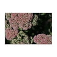 thumbnail image 2 of Gango Home Decor Kalanchoe Blossom II by Rita Crane (Printed on Paper); One 36x24in Fine Art Paper Giclee Print, 2 of 4