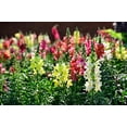 thumbnail image 2 of Snapdragon Seed Liberty Mix, 2000 Heirloom Seeds Per Packet, Non GMO Seeds, 2 of 3