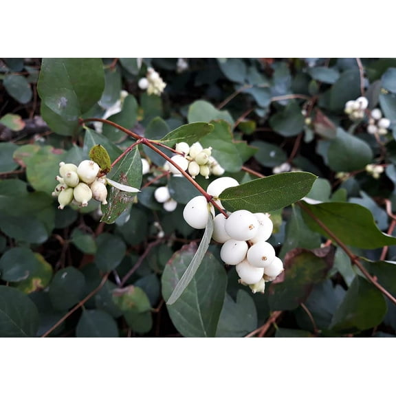CZ Grain 50 Snowberry Shrub Seeds, Plant Seeds, Non-GMO