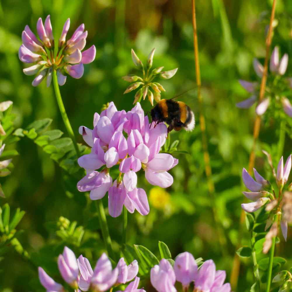 Drought Tolerant Crown Vetch Seeds For Erosion Control or Ground Cover Plant - 1 LB