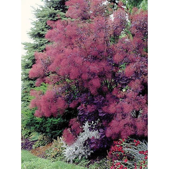 Royal Purple Smokebush Tree ( cotinus ) - Live Plant - ( 1 QT )