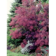 Royal Purple Smokebush Tree ( cotinus ) - Live Plant - ( 1 QT )