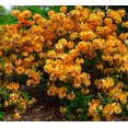 thumbnail image 2 of Golden Lights Deciduous Exbury Azalea - Gallon Pot, 2 of 3