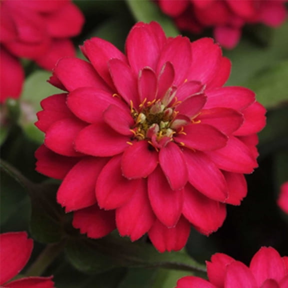 Zinnia Flower Garden Seeds - Zahara Series - Double Cherry - 500 Seeds - Annual Flower Gardening Seed - Zinnia Marylandia