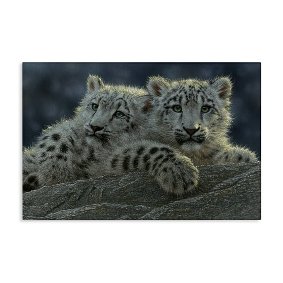Stupell Industries Snow Leopard Cuddle Canvas Wall Art design by Collin Bogle, 16 x 24