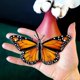 thumbnail image 2 of Butterflies Sun Catcher for Car Butterfly Decorations B, 2 of 5