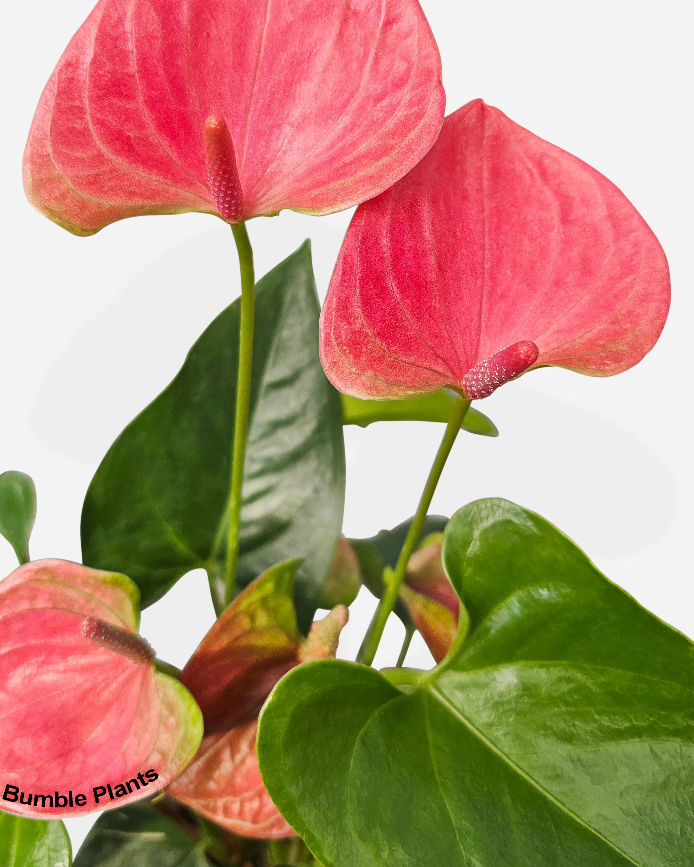 Anthurium Red - Live Air-Purifying Indoor Plant in Nursery Pot – Easy Care, Low Maintenance Houseplant for Home & Office Decor, Natural Air Cleaner, Best for Beginners (4"Pot, BlackCylinder)