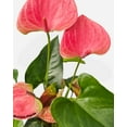 thumbnail image 3 of Anthurium Red - Live Air-Purifying Indoor Plant in Nursery Pot – Easy Care, Low Maintenance Houseplant for Home & Office Decor, Natural Air Cleaner, Best for Beginners (4"Pot, TerraCottaStandard), 3 of 16