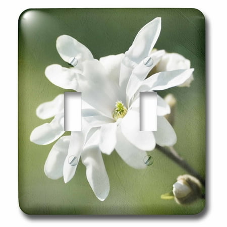 Small Magnolia - 3dRose White magnolia flower, green background, stylized photo - Double Toggle Switch (lsp_270422_2)