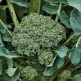 thumbnail image 4 of Burpee Sun King Hybrid Broccoli Vegetable Seed, 1-Pack, 4 of 6