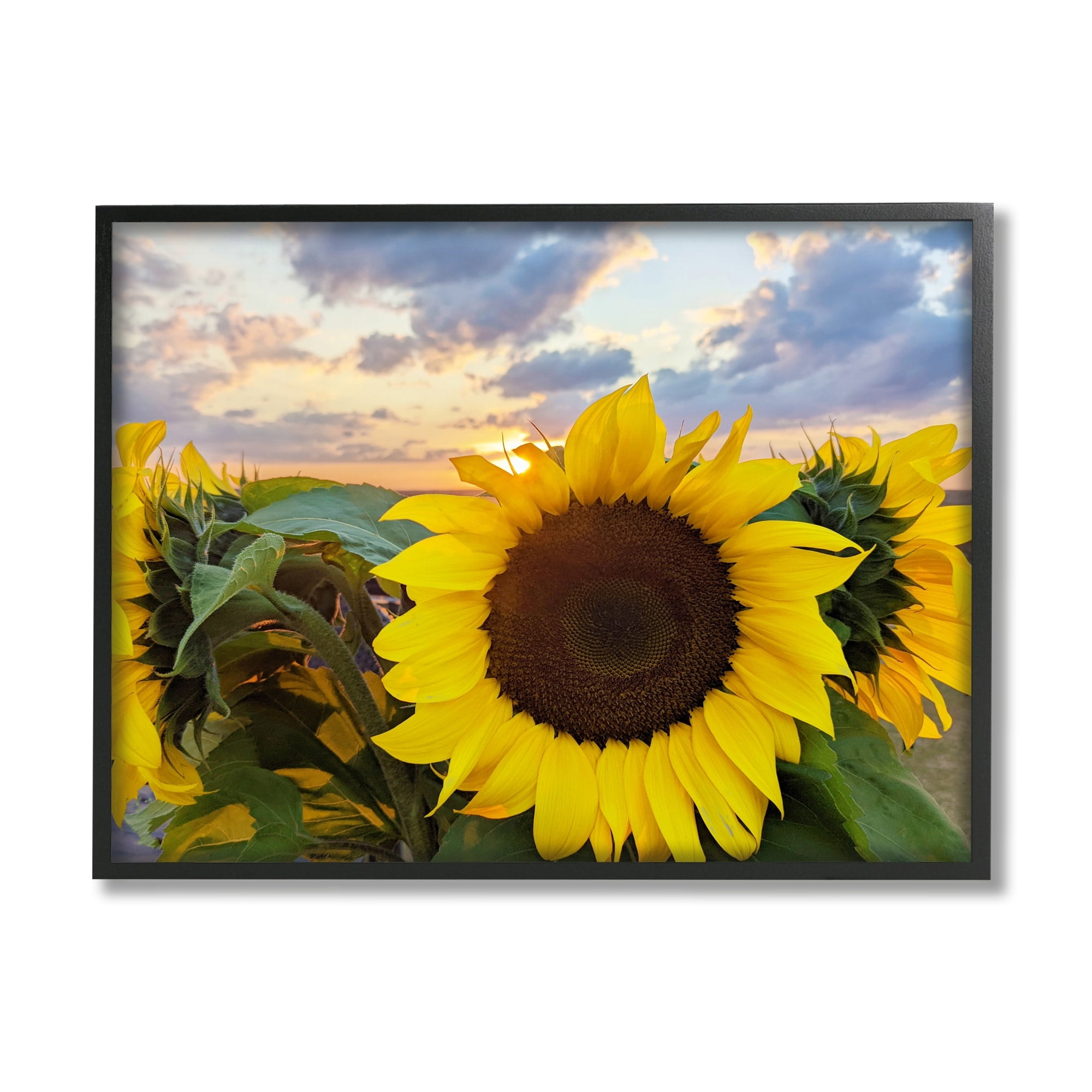 Stupell Industries Bright Yellow Sunflowers Blooming Warm Sunrise Sky Framed Wall Art, 14 x 11, Design by Kali Wilson