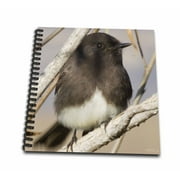 3dRose Black Phoebe.(Sayornis nigricans).Back Bay Reserve,California - Mini Notepad, 4 by 4-inch